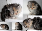 Próxima camada de gatos persas - mejor precio | unprecio.es