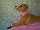 REGALO PERRITA CRUCE DE BOXER - mejor precio | unprecio.es