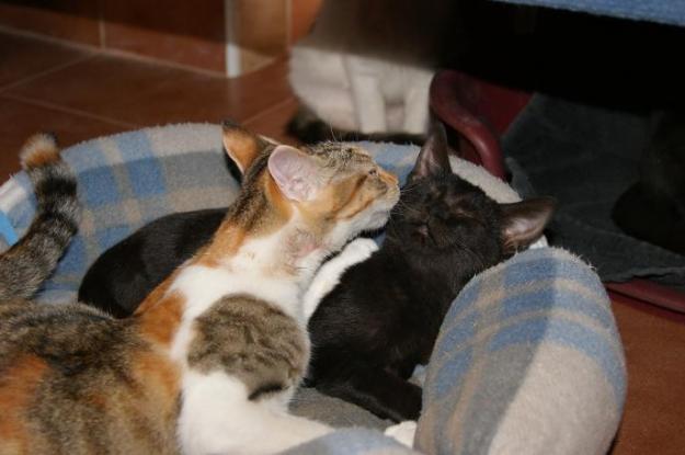 Romeo y Julieta pareja de gatos en adopción, no podemos separarlos!
