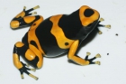 Vendo Ranas Dendrobates - mejor precio | unprecio.es