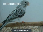 VENTA DE AVES POR LOTES - mejor precio | unprecio.es