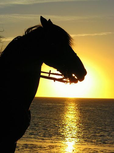 ALQUILO CABALLO O YEGUA