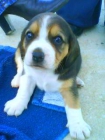 beagle hembra - mejor precio | unprecio.es
