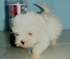 BICHON  MALTES  STANDAR   435 c/u - mejor precio | unprecio.es