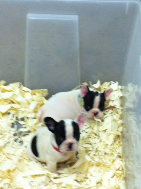 Bulldog Frances tipo VAQUITA. Pedigree. Garantia. Criadero