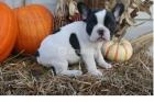 Cachorritos de bulldog frances 200 - mejor precio | unprecio.es