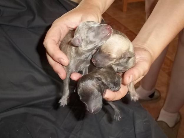 cachorritos de Galguito Italiano