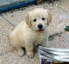 cachorros de golden retriever para Navidad - mejor precio | unprecio.es