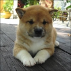 Cachorros de Shiba Inu, - mejor precio | unprecio.es