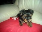 CACHORROS DE YORKSHIRE - mejor precio | unprecio.es