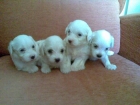 CAMADA DE BICHON MALTES ESTAN CON LA MAMA PUEDEN VERLOS LAS FOTOS DE AYER CON 1 MES - mejor precio | unprecio.es