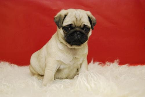 CARLINOS CON 2 MESES EJEMPLARES DISPONIBLES
