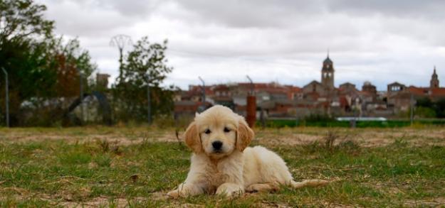 Golden Retriever magnifica calidad fotos reales