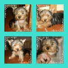 machito de yorkshire terrier x solo 300 - mejor precio | unprecio.es