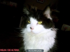 Maine Coons - mejor precio | unprecio.es
