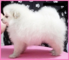 Pomerania blanco mini (spitz enano aleman) color blanco - mejor precio | unprecio.es