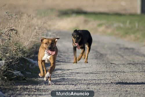 Regalo dos perras acostumbradas al campo