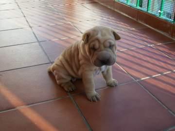 shar pei . preciosa camada