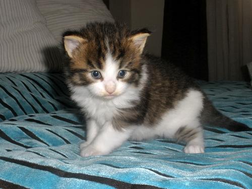 Bosques de Noruega gatitos