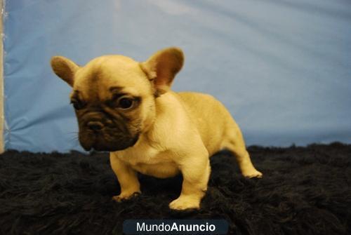 Bulldog Frances ejemplares de raza machos & hembras