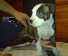 Cachorra american staffordshire - mejor precio | unprecio.es