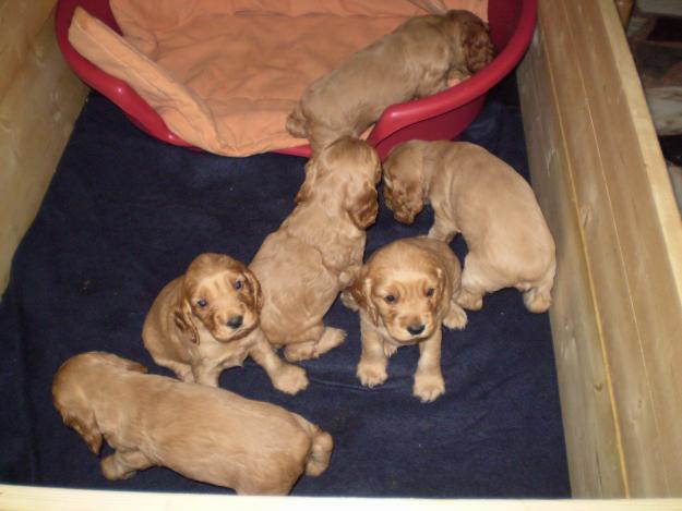 Camada de 6 Cocker Spaniel