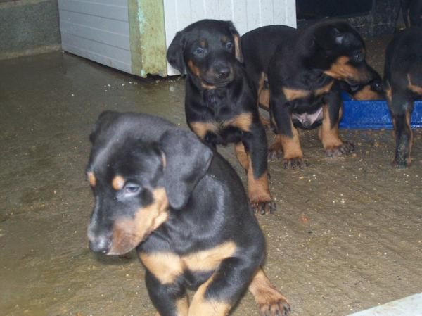 doberman listos para entregar
