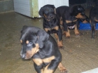 doberman listos para entregar - mejor precio | unprecio.es