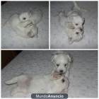 Excelentes - cachorros Bichon Maltes...mini -vendo - mejor precio | unprecio.es