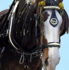 Harnesses para tronco caballos Shire o Clydesdale - mejor precio | unprecio.es
