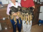 Pastores alemanes,cachorros,pedigree. - mejor precio | unprecio.es