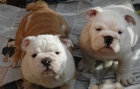 Preciosos cachorros Bulldog ingles cria nacional - mejor precio | unprecio.es