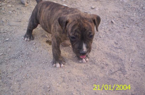 venta de pitbull