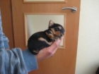 Yorkshire terrier - mejor precio | unprecio.es