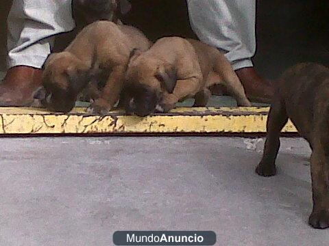 BOXER EXCELENTE CAMADA