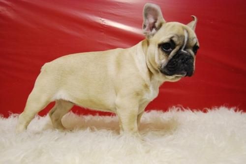 CAMADA de bulldog frances, autenticos ejemplares