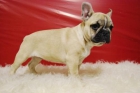 CAMADA de bulldog frances, autenticos ejemplares - mejor precio | unprecio.es
