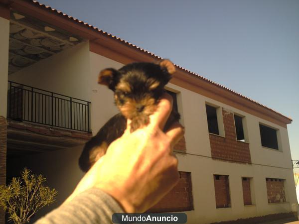Preciosos cachorritos de Yorkshire.