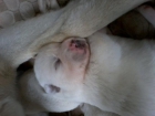 Se dan en adopcion cachorros cruze de pastor belga i labrador - mejor precio | unprecio.es