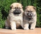Tu Chow-chow, increibles cachorros - mejor precio | unprecio.es