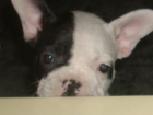 Vendo Bulldogs Frances  (en tenerife) - mejor precio | unprecio.es