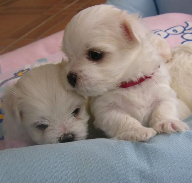 Venta Cocherros De Bichon Maltes