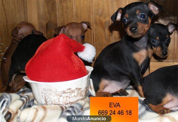 Mini PIncher ¡ total seriedad y garantias !