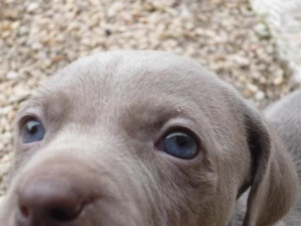 Braco de Weimar (Weimaraner) con Pedigrí