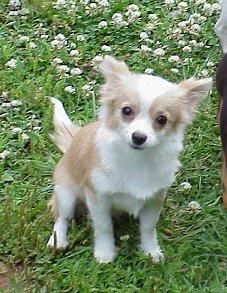 Chihuahua hembrita toy con pedigree de la RSCE - Barcelona