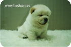 Chow Chow en Madrid. - mejor precio | unprecio.es