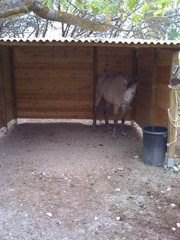 FINCA PARA ALOJAR CABALLOS EN LIBERTAD