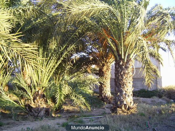 particular vende palmeras