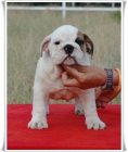 Precioso cachorrosbulldog ingles " pedigree nacional" - mejor precio | unprecio.es