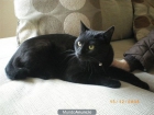 Se da en adopcion gato negro - mejor precio | unprecio.es